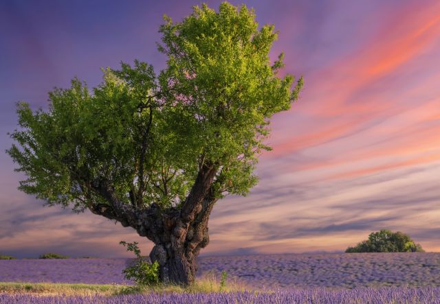 Lavender field at&nbsp;sunset near Valensole
